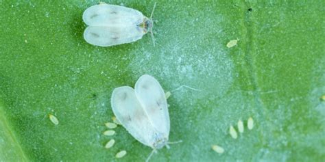 These tiny, white mites are close relatives of chiggers, ticks, and spiders, and therefore, have eight legs. . Tiny white flying bugs that look like dust